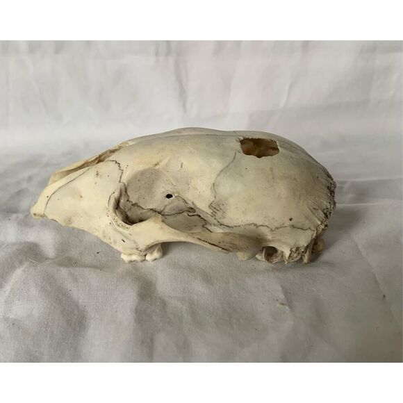 Real RACCOON Skull Taxidermy Skeleton Bones Weathered Cottage Core Goth - Picture 1 of 7